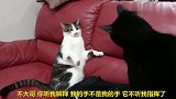 花猫挑衅黑猫，黑猫：不发怒以为我是病猫啊