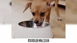 宠物冷知识：为啥狗子吃饭总是狼吞虎咽？