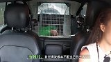 容祖儿失职导致宠物猪受伤满身血，自责崩溃大哭：我不配当它主人