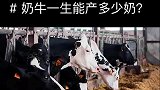 奶牛的一生，从出生到死亡都在为人类服务