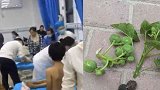海南45名小学生误食麻风果中毒 教育局：学生摘食并带学校分享