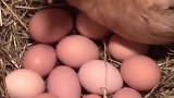 母鸡产蛋后为什么一定要给它留下一个蛋呢
