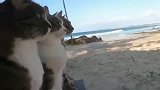 狸花猫大哥办它么狗看不见我看不见我！