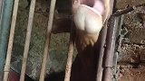 小牛五秒舔开门栓，我还以为我没关门