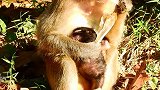 真的猴子看到两只小猴子，小猴子都不明白大猴子在干什么