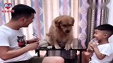 主人和哥哥让金毛评比谁帅，金毛：别整没用的，谁有肉干谁帅！逗