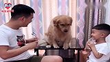主人和哥哥让金毛评比谁帅，金毛：别整没用的，谁有肉干谁帅！逗