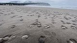 美国：俄勒冈州数千只沙钱被冲上海滩死亡