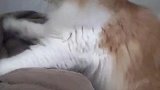 主人和猫咪的神奇对话