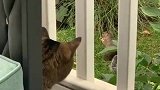 为啥松鼠敢在猫咪面前吃东西