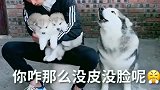 阿拉斯加怕主人把它的孩子卖掉，在一旁不停地唠叨，伟大的母爱