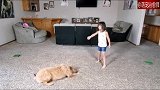 家里狗狗和小孩子一起玩耍，感觉它们可以成个组合，去杂耍团了！