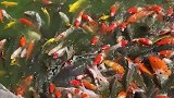 鲶鱼混在鲤鱼池，游客见状一脸震惊，鲶鱼：怎么是我不配吗？