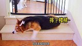 当我趁狗不注意突然叫开饭