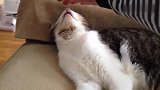 猫咪是不是害怕铲屎官拍它的头，看吧猫咪紧张的