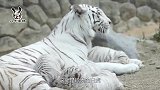 终于见到了传说中的白虎，自然界中十分竿见，还是一家五口