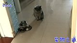 公猫第一次来看猫宝宝，看到母猫的表情后，坐立不安的样子太逗了
