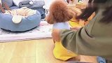 泰迪：凭什么我活的还不如一只泰迪