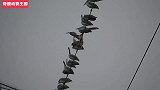 高压线上鸟儿太多，不料电线突然发生爆炸，一群鸟儿惊慌失措！.