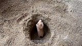 小仓鼠历险记，主人把小仓鼠丢进沙坑里，小仓鼠能爬出沙坑吗