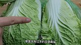 住楼房保存白菜的绝招，简单2步，不烂不坏，便宜买多放半年新鲜