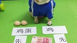 答对有奖！是先有鸡还是先有蛋巴哥犬的回答让人无法反驳