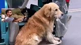 狗子坐三轮车副驾兜风，被路过的小阶级热情呼唤