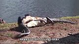 鳄鱼将喝水的豹子拖入水中，生死关头豹子拼命挣扎，镜头全纪录