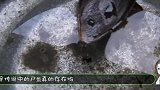 现实版“尸鳖”真实存在于我国各地，一旦被咬后果不堪设想