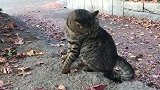 野外发现一只流浪猫，细看是走失三年的家猫，真的是太可怜了