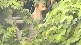 狗狗离家出走隐居山林，主人每天去给它送饭，狗狗：虽然隐居，但是饭也要吃！