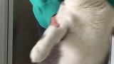 第一次蹦迪的猫！一脸懵逼状态，最后摇晕了！哈哈哈 肥猫