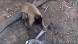 猴哥这是要杀鸡敬人啊