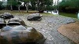 旅游-毛球鳄鱼公园的大海龟