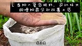 蛇皮袋里种植红薯，一挖一麻袋，一次收获几十斤！这个方法真实用
