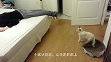 在这个国家根本见不到一只流浪猫，当知真相后，感觉一阵心酸