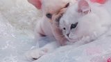 哈哈哈之前猫猫咬小法斗现在结局逆转了吧
