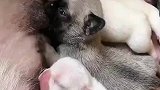 别人家里的饭香