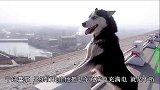 小吉在野外电车没电了，巧生妙计让二哈拉着车跑，这铲屎官可真坑