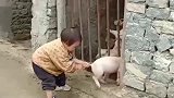 初生牛犊不怕虎，这胆量为娘也真是佩服！