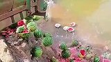 这就是瓜农的眼界，西瓜泛滥成灾没人买