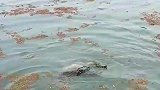 鱼被水草缠住漂浮在水面上