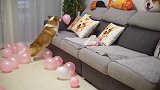 50个粉红气球装饰房间，被狗子冲出来逐个咬破，玩的挺高兴啊！
