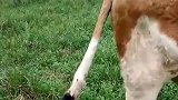 狗子一直咬着牛尾巴不放