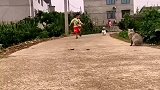 逆行的小狗撞上了违停的小猫