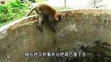 小猴被困水井，没想到猴妈妈也跟着跳了进去，动物界的暖心故事