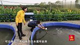 好水养好鱼，这种方法养殖的鱼竟有这么多好处！