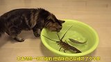 龙虾与猫咪相遇，狭路相逢谁能胜，结果是这样
