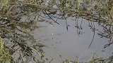 秋季七星漂加朝天钩钓这样的草洞就是完美，鲫鱼一条接一条上