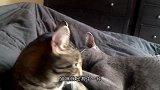 软萌小兔子洗脸，当它抬头的那一刻，网友：糟糕，是心动的感觉！